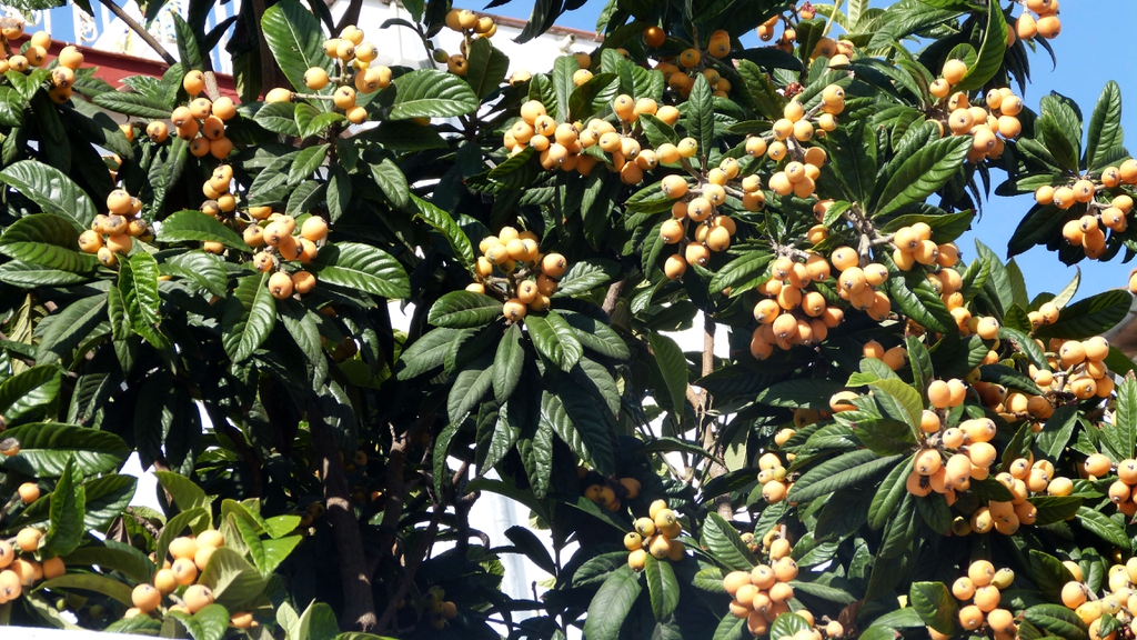 Eriobotrya Japonica