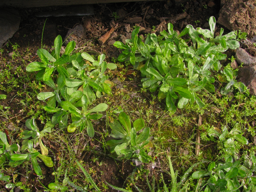 Form