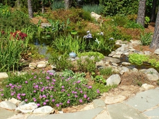 Iris add great color to the pond