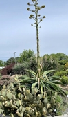 Century plant