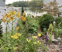 Tall striking flowers