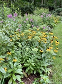 Mid summer view