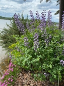 Lake Wall Garden