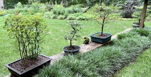 Bonsai trees on wall