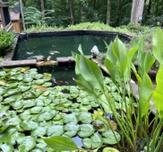 Water lilies in the upper pond