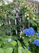 Climbing Hydrangea