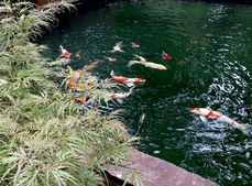 Colorful Koi pond along with a few gold fish