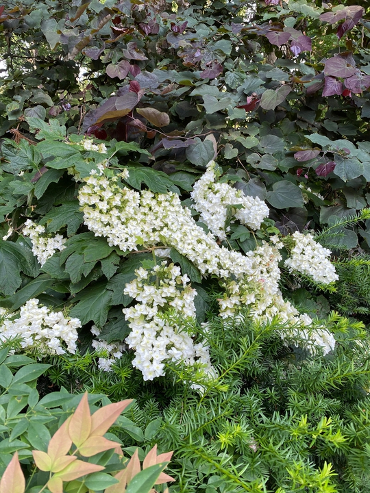 Oak leaf hydrangea ‘Snowflake’