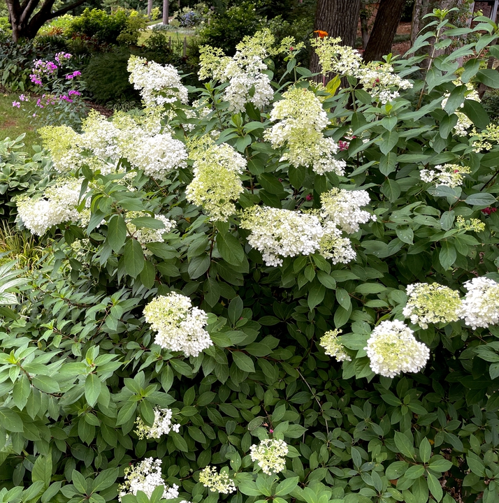 Bobo Paniculata hydrangeas stays smaller than many