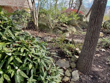 Evergreen aucuba looks good all year