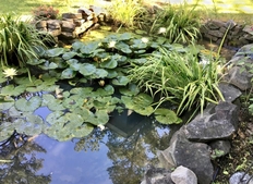 a small pond filled with water lilies