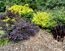 Lime colored leaves of hydrangeas add contrast