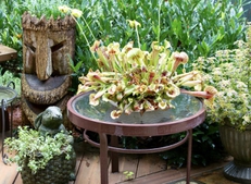 Vignette in front of pond