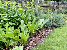 Herbs