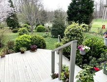 Early spring blooms