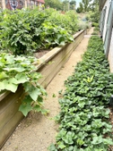Strawberry growing on ground