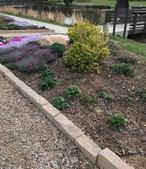 Flowers in early spring