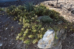 Shoots with pale yellow tips.