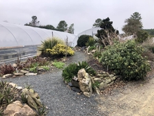 Beds with Agave, Sarracenia, and Phlox in March