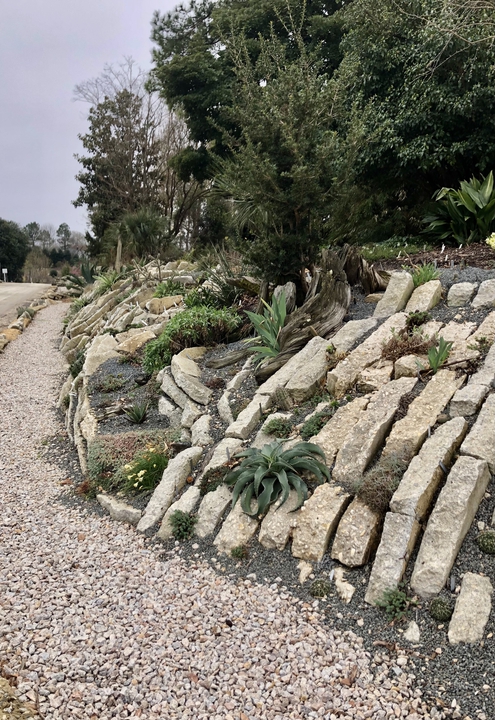 agave growing among vertical slabs of concrete.