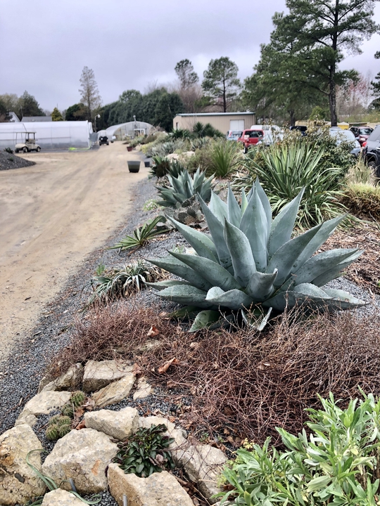 Berms planted with Agave, Cacti, Salvia, Baptisia, and Phlox