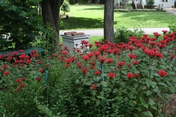 Beehive Garden in the Summer
