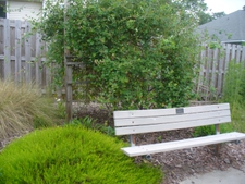 Left side of Trail (Spring/2020)