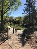 Sunken Pond Garden/ Rain Garden in spring