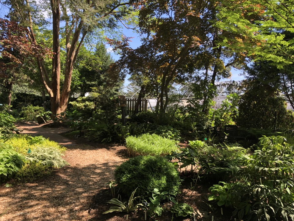 Front Shade Garden with densely planted understory.