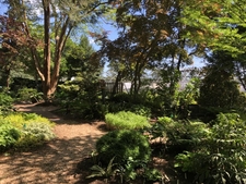 Front Shade Garden with densely planted understory.