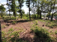 A partially cleared stand of pines