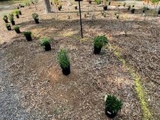 Plants Laid Out for Planting