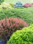 Shrub border with diverse textures & colors