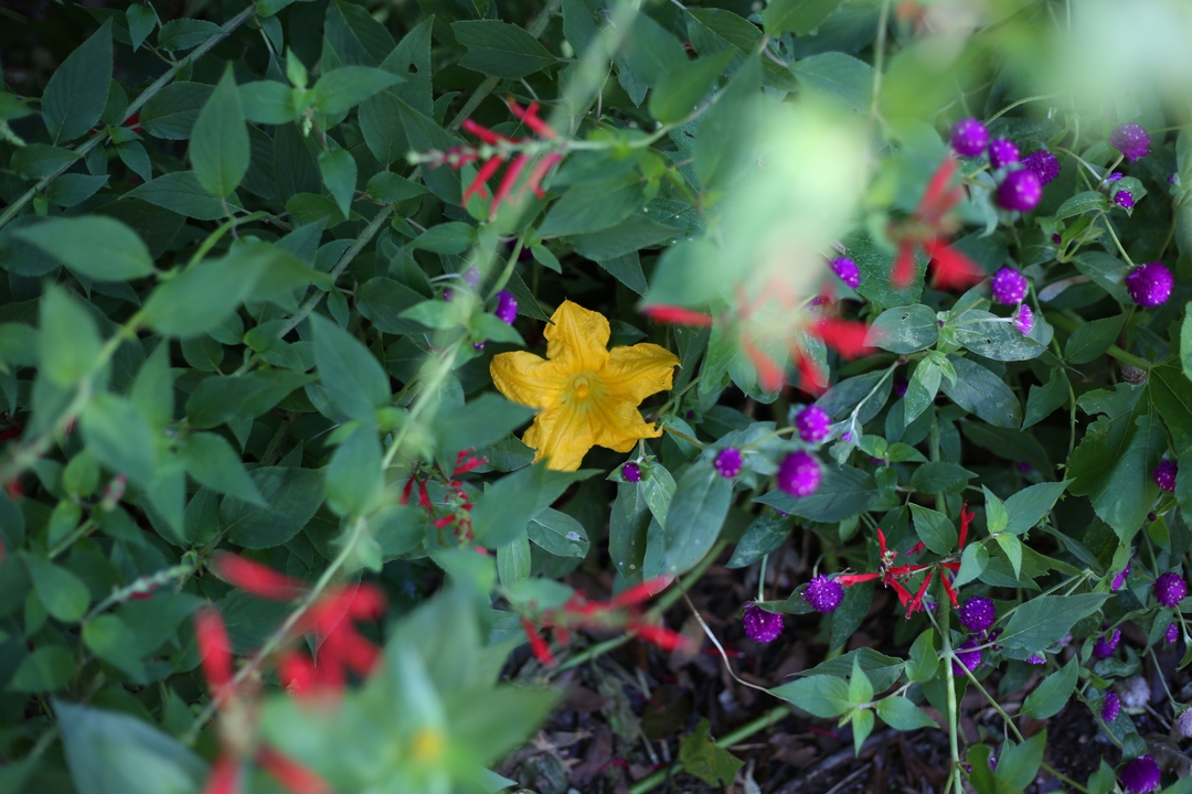 Front pollinator area in fall 2019