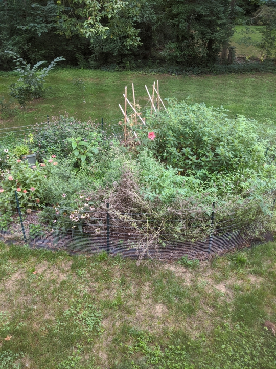 Garden in August 2020