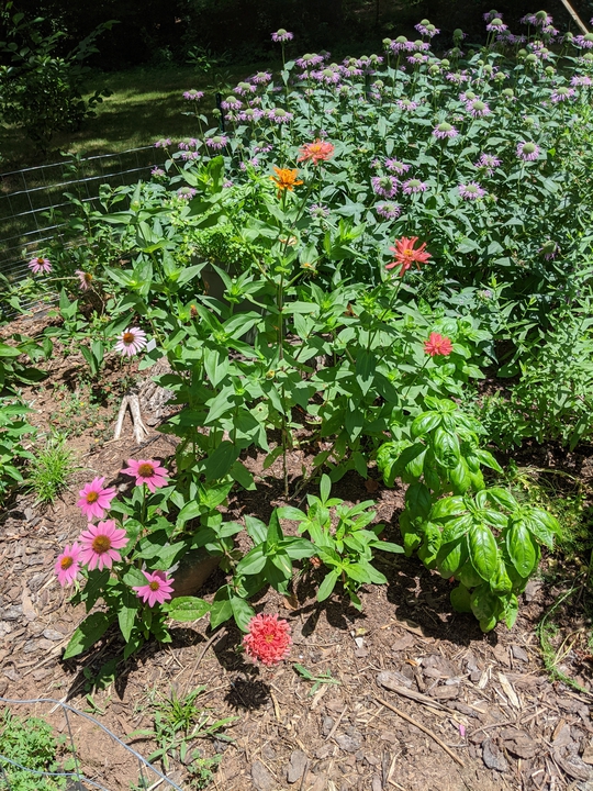 Left side of garden in July