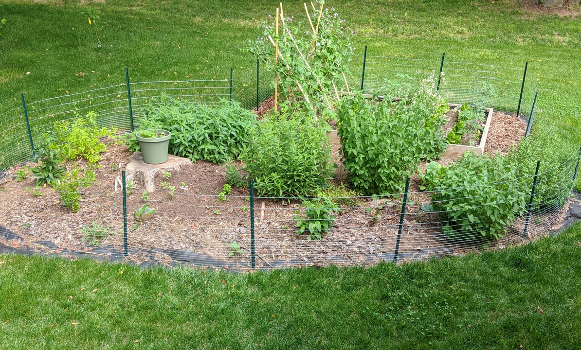 Garden in May 2020