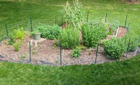 Garden in May 2020