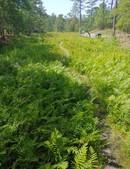 stanley rehder carnivorous plant garden