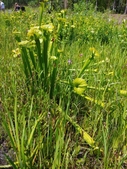 stanley rehder carnivorous plant garden wilmington nc