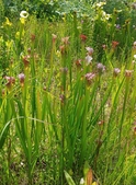 stanley rehder carnivorous plant garden