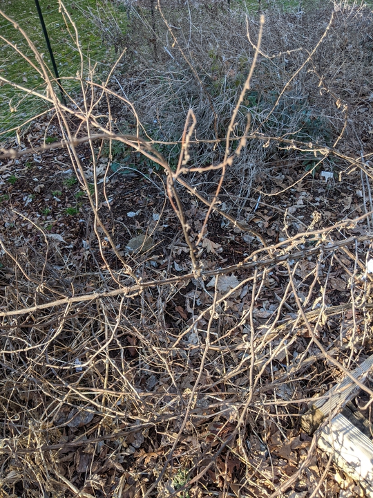 Left side of garden in Feb 2021 (left seedheads for birds)