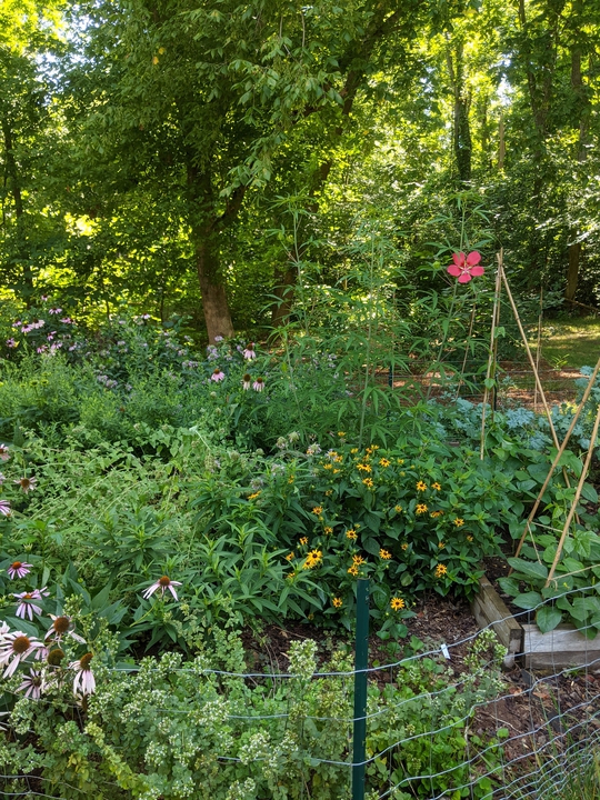Garden in July 2021