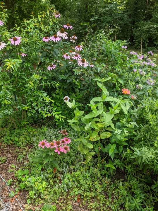 Left side of garden in June 2020
