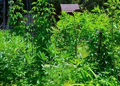 Native Woodland Garden in the Summer