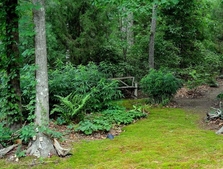 Native/Woodland Garden in the Summer