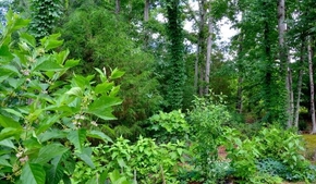 Native/Woodland Garden in the Summer