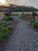 pergola in early spring, just as plants are starting to emerge