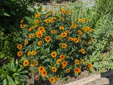 Yellow daisy flowers with orange centers.