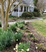 Late winter, liriope is cut back & daffodils are blooming